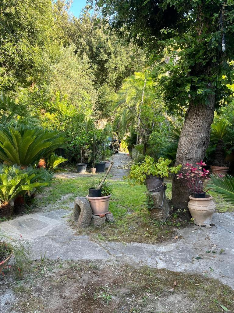 Le Dimore Di Zaro - Green Paradise Forio di Ischia 外观 照片
